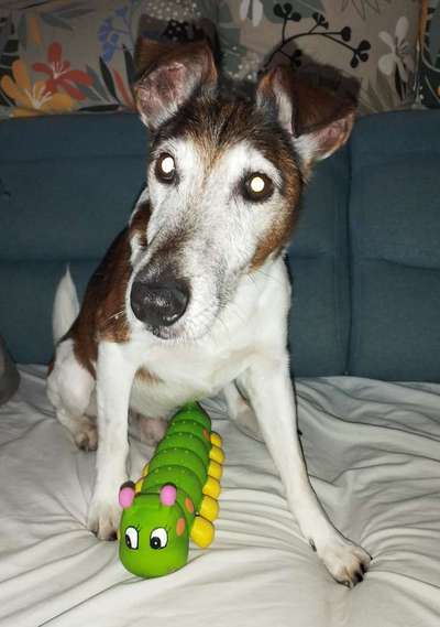 Foxterrier Gang-Beitrag-Bild