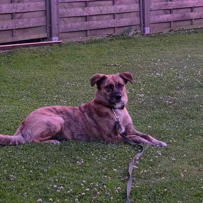 Hundetreffen-Gemütlicher Spaziergang-Bild