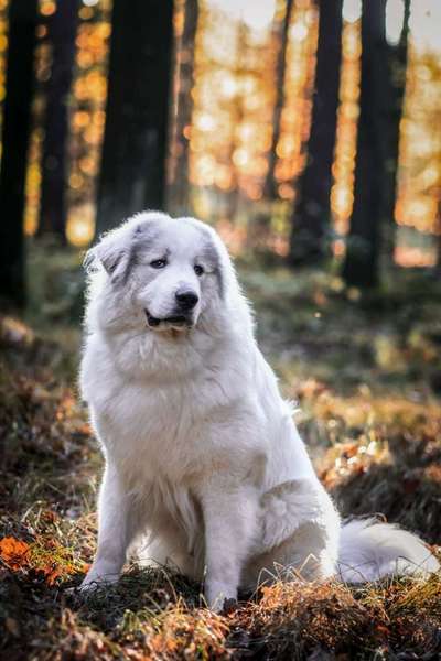 Hundetreffen-Freunde zum Spielen-Bild