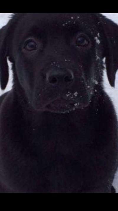 Welpen Bilder !-Beitrag-Bild