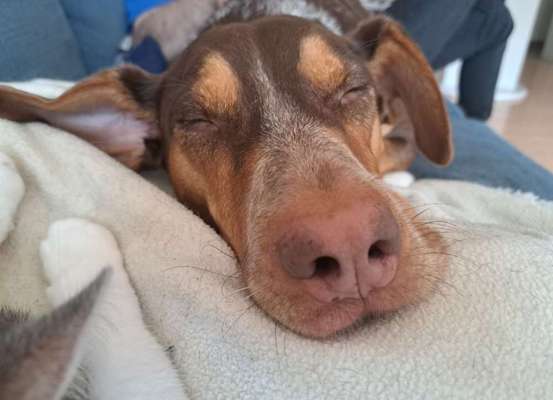 Unsere Fellnasen-Vielfalt im Überblick!-Beitrag-Bild