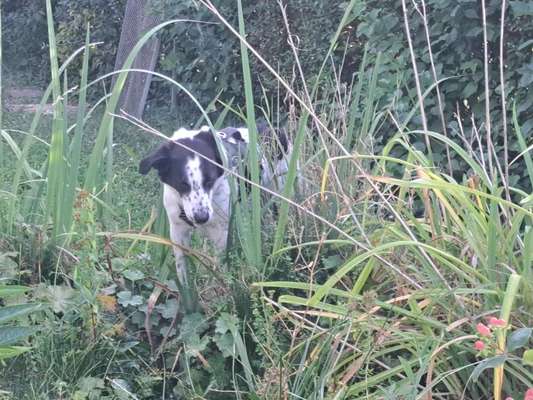 Unsere Fellnasen-Vielfalt im Überblick!-Beitrag-Bild