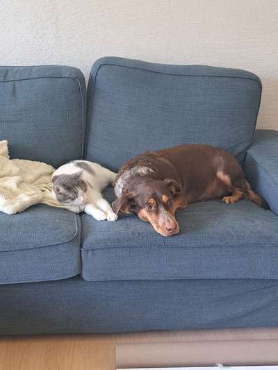 Unsere Fellnasen-Vielfalt im Überblick!-Beitrag-Bild