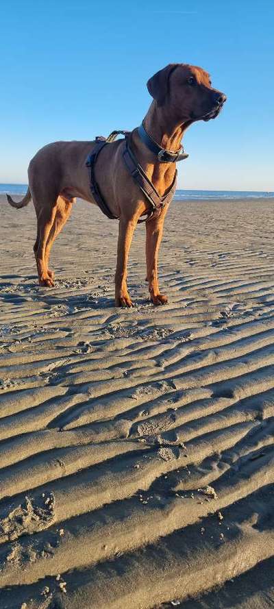 Wie heißt dein Hund?-Beitrag-Bild