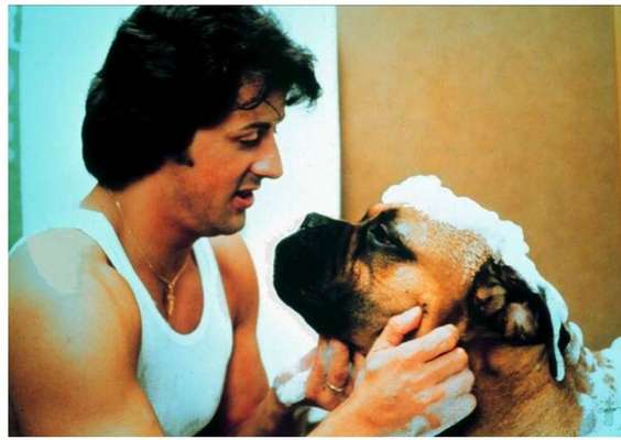 Wie heißt dein Hund?-Beitrag-Bild