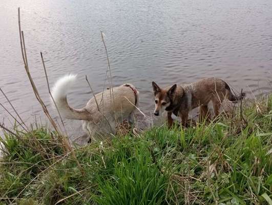 Hundetreffen-Spazieren gehen und/oder spielen-Bild