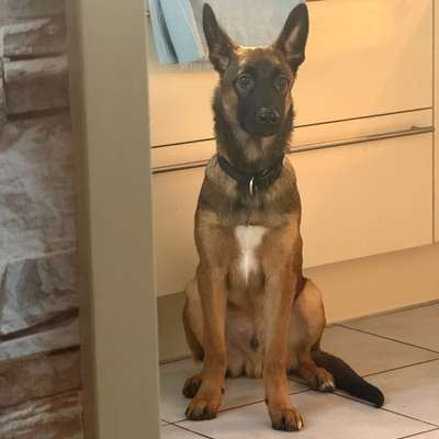 Hundetreffen-Reaktiver Hund für Hunde Begegnungen üben-Bild