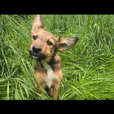 Hundetreffen-Junghunde treff-Bild