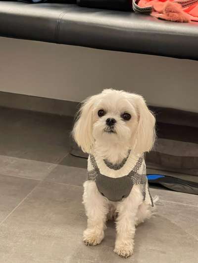 Hundetreffen-Kleine Hunde treffen in E-Werden-Bild