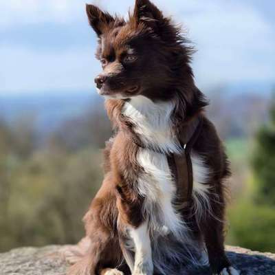 Hundetreffen-Gassirunden mit Zeit zum toben-Bild