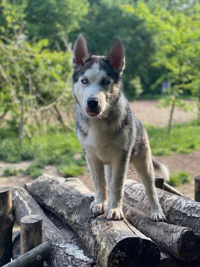 Die Dogorama Kalender Challenge 4/4-Beitrag-Bild