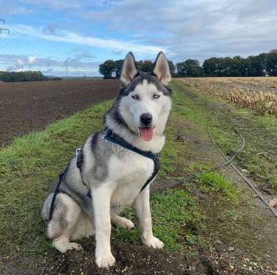 Hundetreffen-Gassi & Spielrunden-Bild