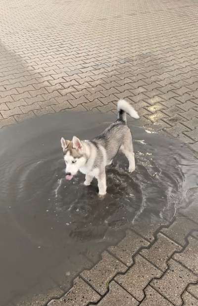 Dogorama-Monats-Challenge-Mai "Wasser"-Beitrag-Bild