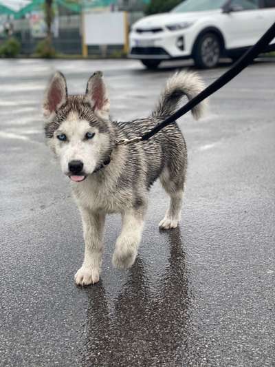 Lieblingsbild von euren Hunden?-Beitrag-Bild