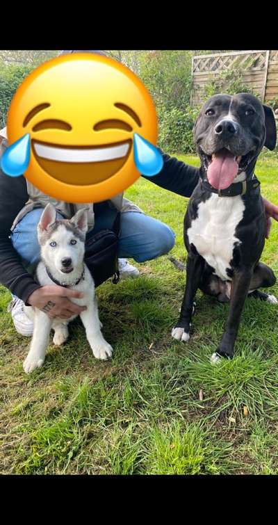 Bester Freund, Hundekumpel - zeigt her!-Beitrag-Bild