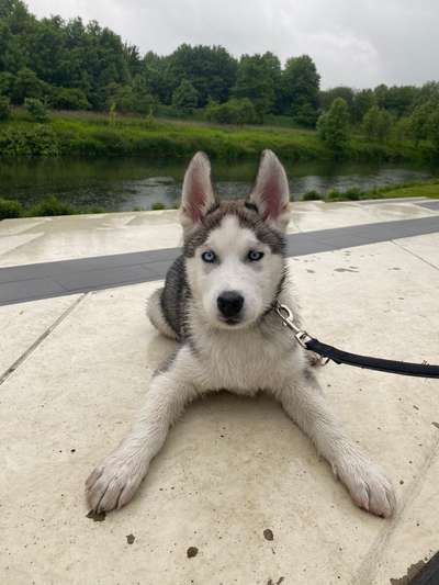 Welpen Bilder !-Beitrag-Bild