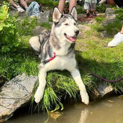 Hundetreffen-Gassie gehen-Bild