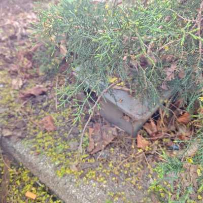 Giftköder-Giftköderbox Rattengift-Bild