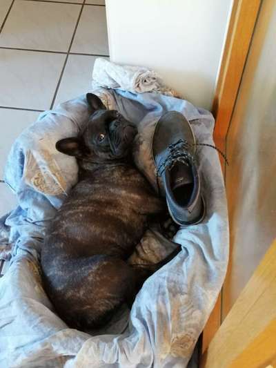 Französische Bulldoggen-Beitrag-Bild