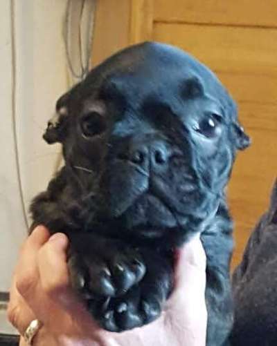 Welpen Bilder !-Beitrag-Bild