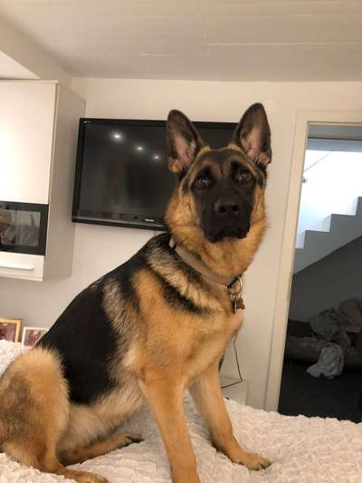 Deutsche Schäferhunde, Belgische Schäferhunde.-Beitrag-Bild