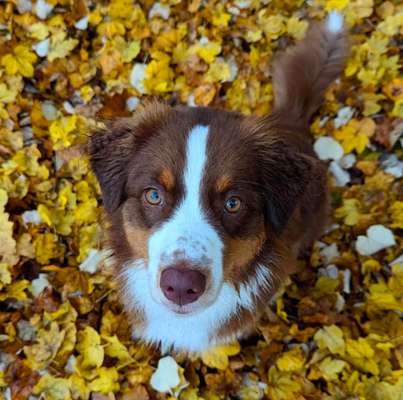 Hundetreffen-Neue Hundefreunde gesucht (Training/Spielen)-Bild