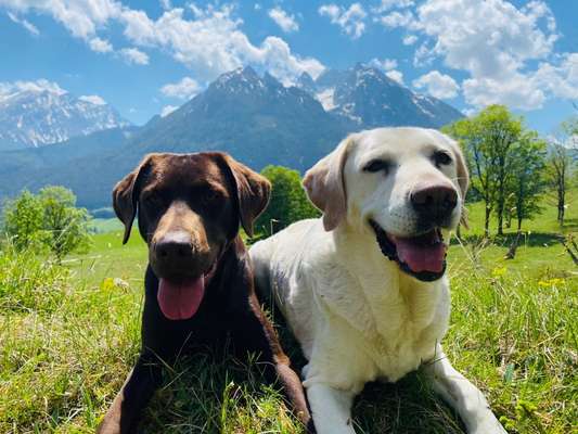 Hundetreffen-Verspielte Hunde im Talkessel-Bild