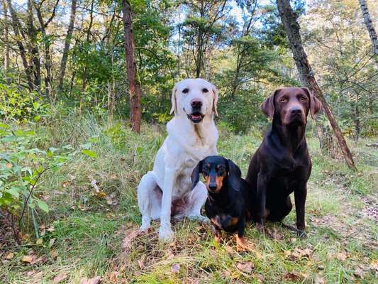 Hundetreffen-Dallgow Döberitzer Heide (Sperlingshof)-Bild