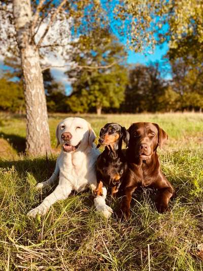 Hundetreffen-Spieltreffen (gerne Mädels)-Bild