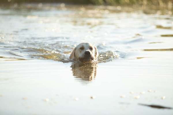 Dogorama-Monats-Challenge-Mai "Wasser"-Beitrag-Bild