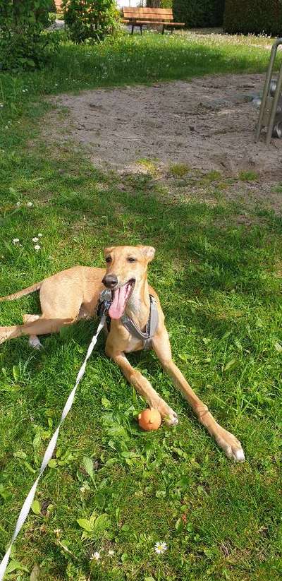 Windhunde - Treffen der besonderen Schönheiten
HERZLICH WILLKOMMEN-Beitrag-Bild