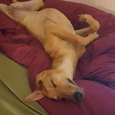 Hundetreffen-Neue Hundefreunde gesucht-Bild
