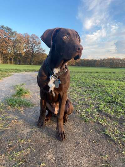 Louisiana Catahoula Leopard Dog-Beitrag-Bild