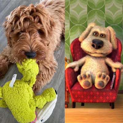 Wie heißt dein Hund?-Beitrag-Bild