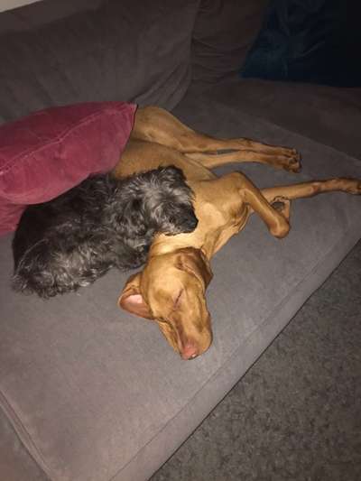 euer ältester Hund ?-Beitrag-Bild