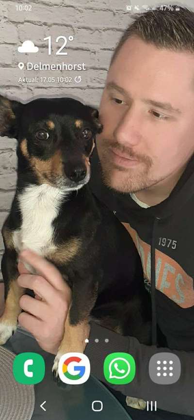 Wo sind die Chihuahua Besitzer ?-Beitrag-Bild