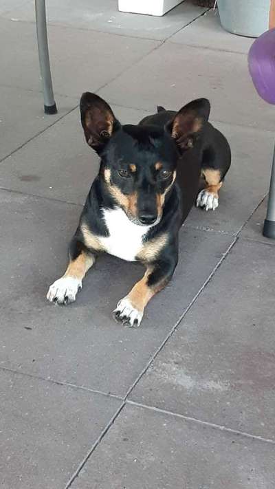 Wo sind die Chihuahua Besitzer ?-Beitrag-Bild