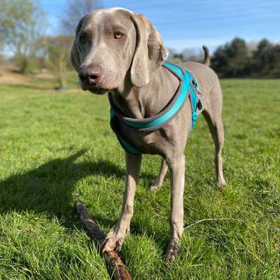 Hundetreffen-Gassirunde/ Spielrunden Mattlerbusch-Bild