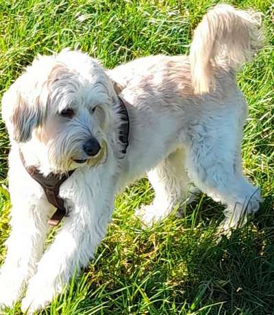 Unsere Fellnasen-Vielfalt im Überblick!-Beitrag-Bild