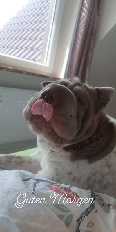 Fotochallenge Nr. 59 - Mein Hund zeigt die Zunge-Beitrag-Bild