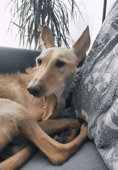 Postet das beste Foto von euren 4 beinern-Beitrag-Bild