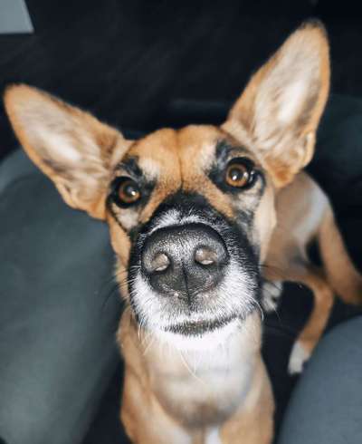 Postet das beste Foto von euren 4 beinern-Beitrag-Bild