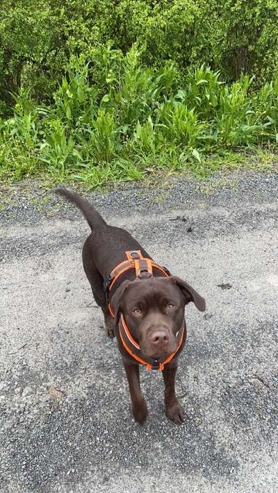 Hundetreffen-Gassirunde-Bild