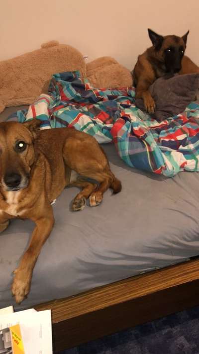 Gemeinsames Kuscheln im Bett!-Beitrag-Bild