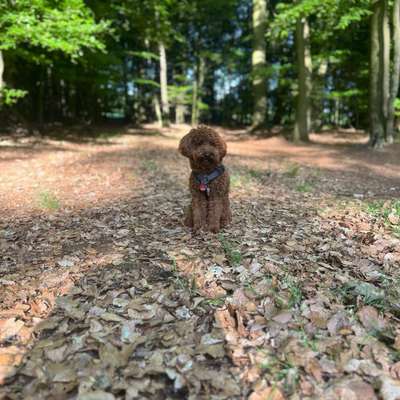 Hundetreffen-Spielgefährte gesucht-Bild