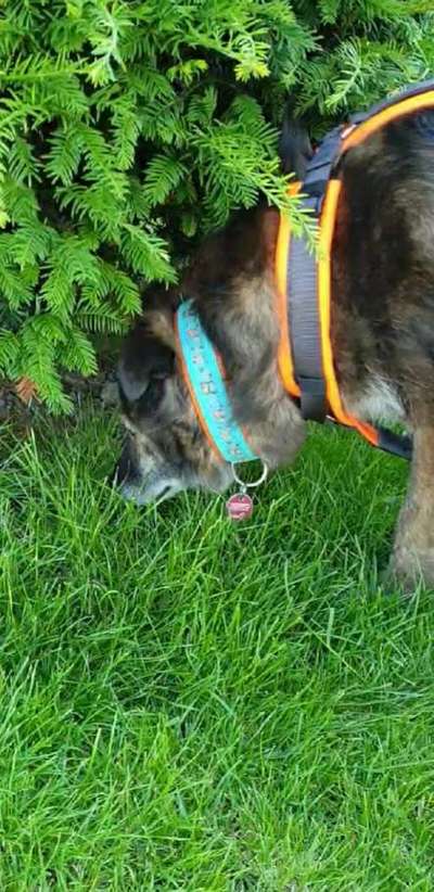 TierschutzhundeStammtisch🐕-Beitrag-Bild