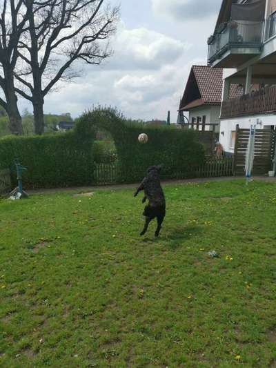 Die Dogorama Wochen Challenge-Beitrag-Bild