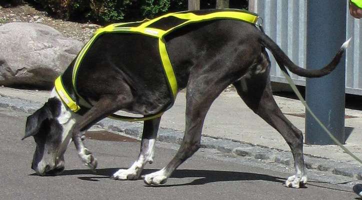 Mantrailing-Beitrag-Bild