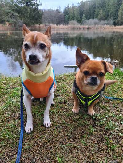 Indoor Aktivitäten für Menschen und Hunde-Beitrag-Bild