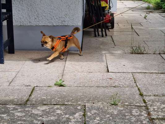 Mantrailing-Beitrag-Bild